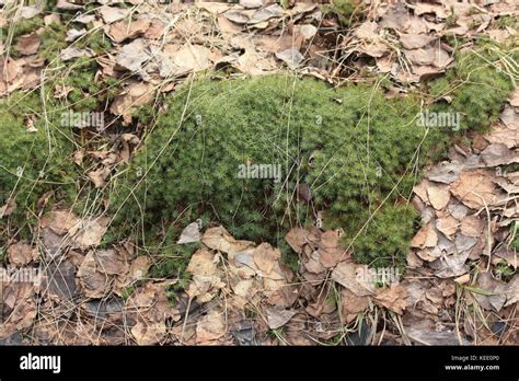 Moss Polytrichum commune Stock Photo - Alamy