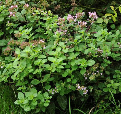 Kungsmynta/Oregano | Kryddväxter | Origanum vulgare