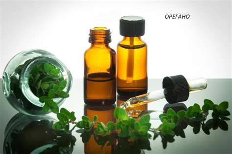 Масло орегано - применение, противопоказания, дозировка