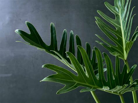 13 Big Leaf Houseplants That Make A Statement 2022