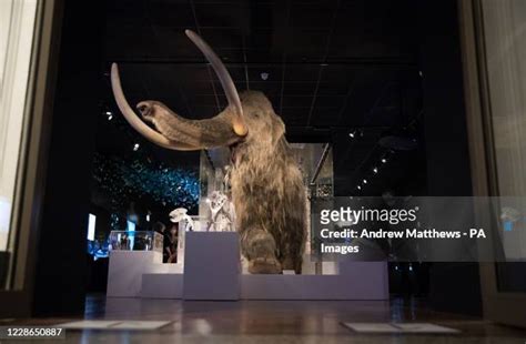 66 Woolly Mammoth Museum Stock Photos, High-Res Pictures, and Images - Getty Images