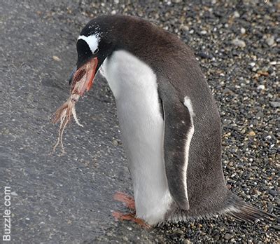 Decrease in Krill threatens Antarctic wildlife, from penguins to whales