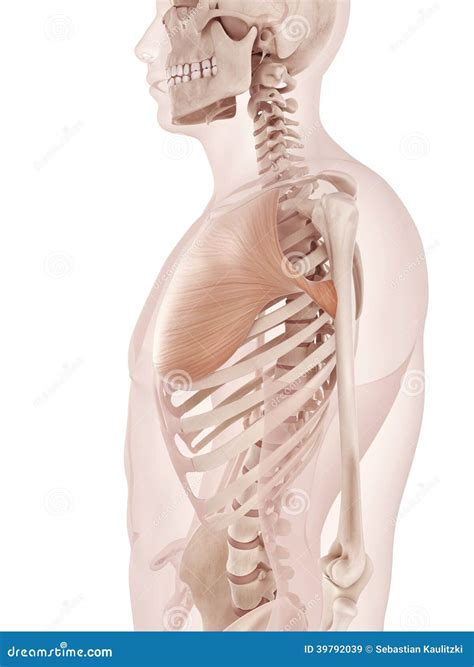 Pectoralis Major Muscle Diagram Cartoon Vector | CartoonDealer.com