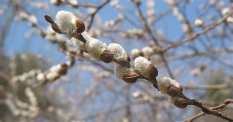 Types Of Pussy Willow Trees Easy Going Simple To Grow Embracegardening
