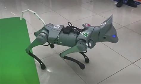 В Сбере создали «которобота», который выполняет почти все «кошачьи ...