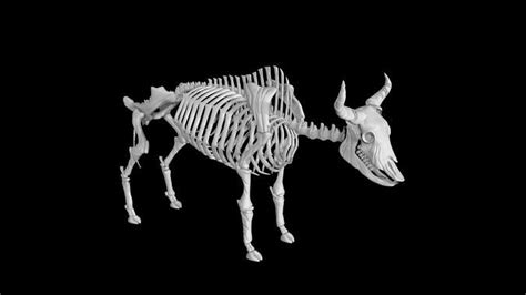 3d Model Bison Skeleton Vr Ar Low Poly Cgtrader