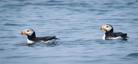 Horned, Tufted, and Atlantic Puffins - Owen Deutsch Photography