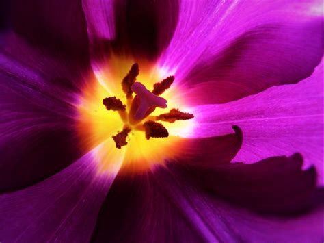 Lila Foto & Bild | mein blumengarten, winter, natur Bilder auf ...