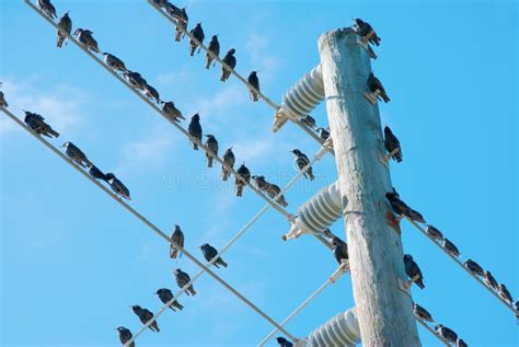 Birds On Electrical Wire Royalty Free Stock Photo Image 22304755