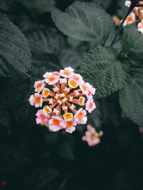yellow flower background 7