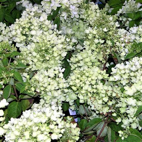Гортензия Бомбшелл купить в питомнике с доставкой