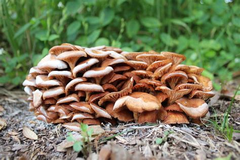 common mushrooms  hawaii  guide  gardening dad