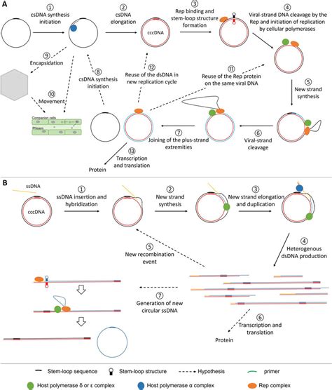 Replication modes of Geminiviridae and Nanoviridae. (A) Schematic ...