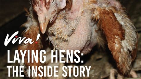 Viva! - Major investigation at laying hen farms by Viva! reveals a ...