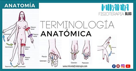 Terminología anatómica Miranda Fisioterapia BLOG Anatomía Anatomía