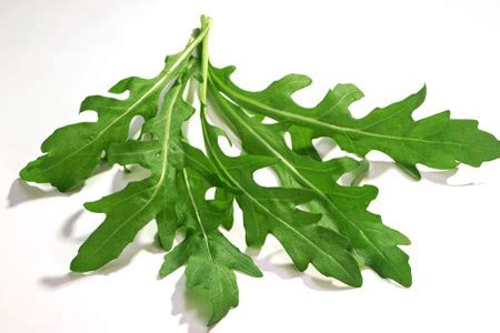 Руккола - что это? Польза и вред, вкус, состав