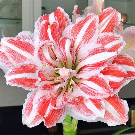 Amaryllis Dancing Queen Double Amaryllis Striped Double Amaryllis