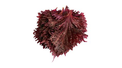 Shiso Leaves Purple Bud Holland