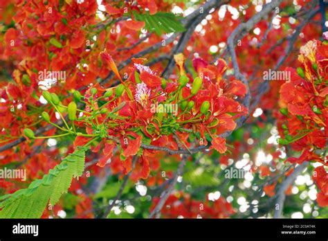Flame Tree Delonix Regia Stock Photo Alamy