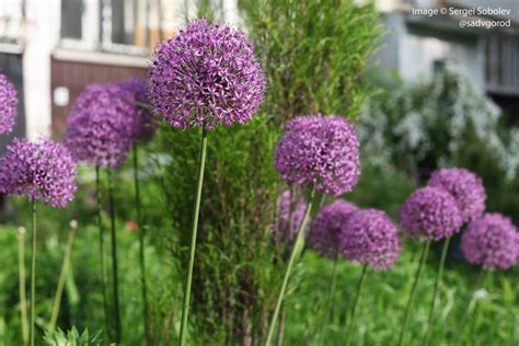 Огромный горный лук-анзур — пятикратная звезда моего палисадника | Сад ...