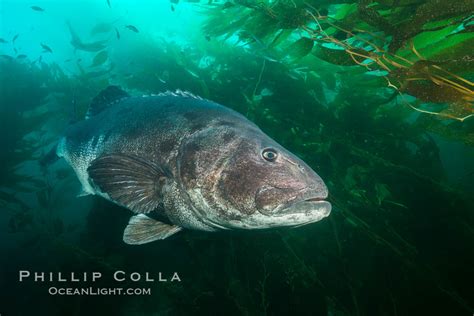 Giant Black Sea Bass Catalina Island Stereolepis Gigas Photo California