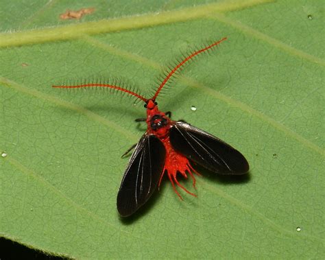 Adult Male Giant Scale Insect Drosicha Sp Monophlebinae Flickr