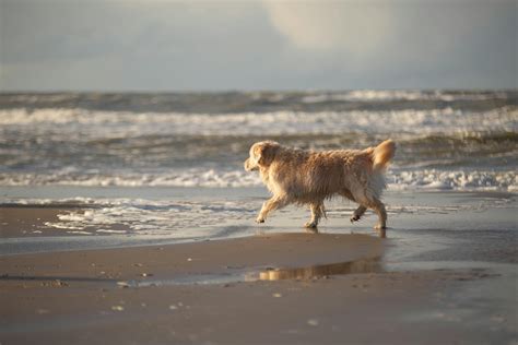 Does Pet Insurance Cover Euthanasia and End-of-Life Care? - Lemonade