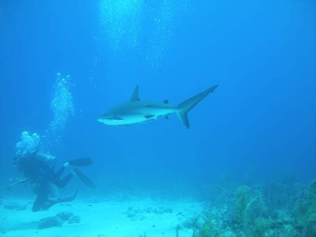 fotos gratis submarino tropical biologia acuatico pescado