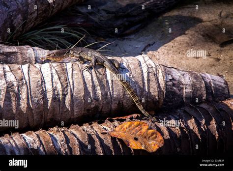 Side View Of A Small Monitor Lizard Sunning On A Ledge To Maintain Its