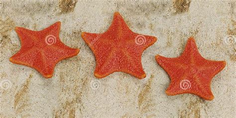 3d Render Of Bat Starfish Stock Photo Image Of Render 219934162