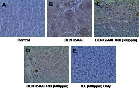 Effect Of Nexrutine On DEN 2 AAF Induced COX 2 Expression In Rat Liver