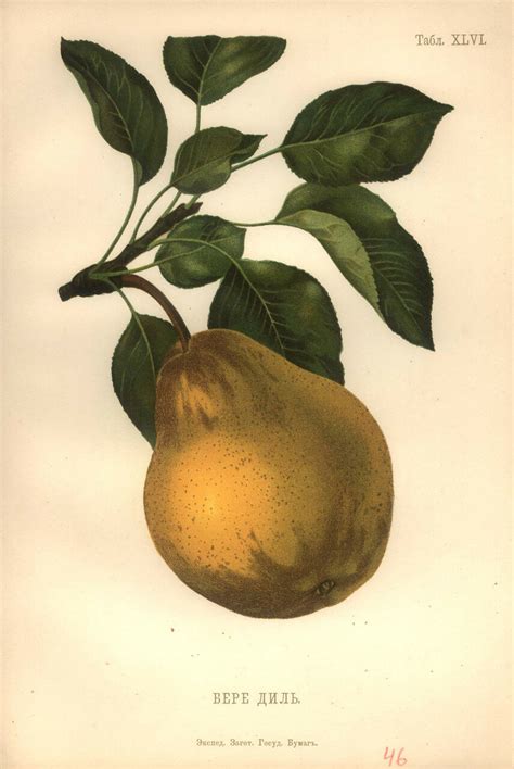 Атлас плодов. 1906. Часть 1: humus — LiveJournal