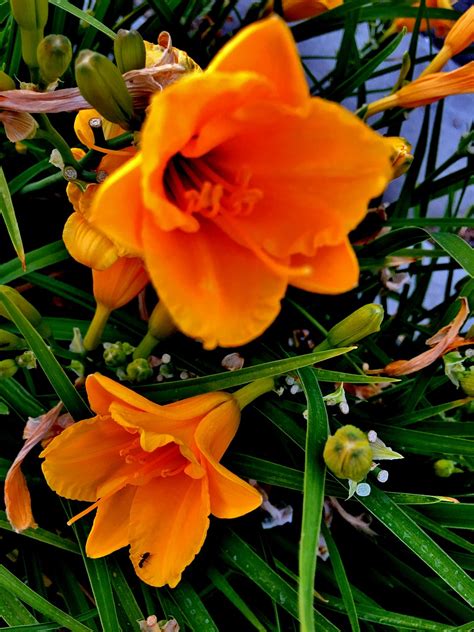 Lily Hari Amur Bunga Kebun Foto Gratis Di Pixabay Pixabay
