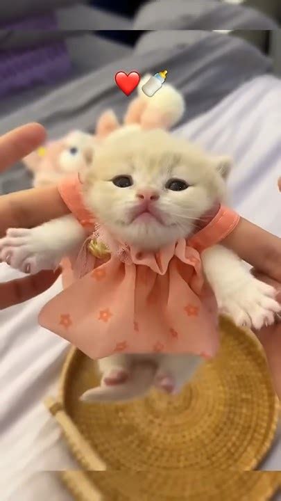 Cute Little Cat 🐱🥰🥰shorts Viral Youtubeshorts Cutebaby Cat Lovers