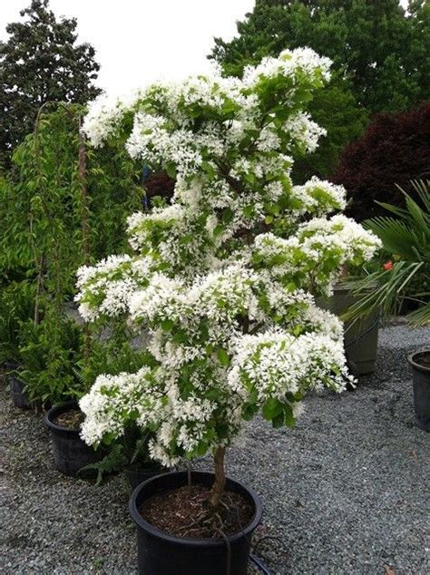 Chionanthus Retusus 10 Seeds Flowering Chinese Fringe Tree Bonsai The Plant Attraction