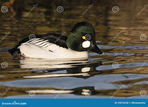 Male Goldeneye Duck stock photo. Image of black, yellow - 29076258