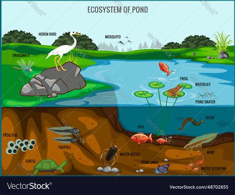 Ecosystem of pond Royalty Free Vector Image - VectorStock