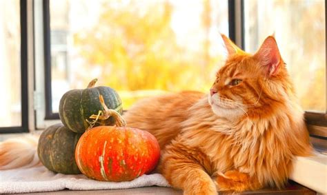 Easy Homemade Cat Treats with Pumpkin - Shed Happens