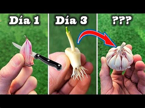 Cultiva CIENTOS De AJOS En Casa Con Este TRUCO INFALIBLE YouTube