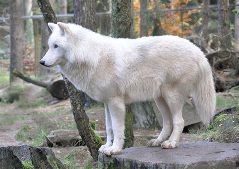 Nasce na China o primeiro lobo do ártico clonado do mundo Vida de