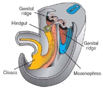 8 ANA Reproductive System Differentiation Flashcards | Quizlet
