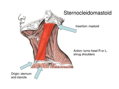 Ppt Sternocleidomastoid Powerpoint Presentation Free Download Id