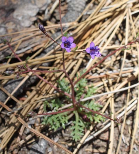 Gilia Ochroleuca Ssp Bizonata Calflora