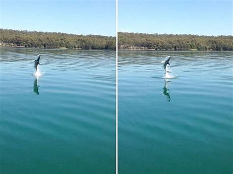 Белая акула в озере ∞ Лагуна акул