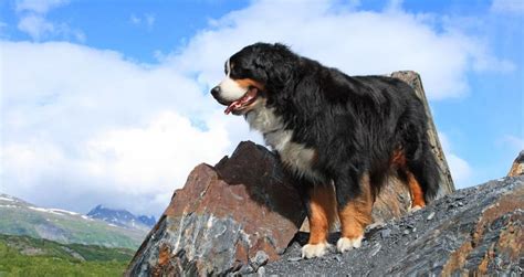 bernese mountain dogs