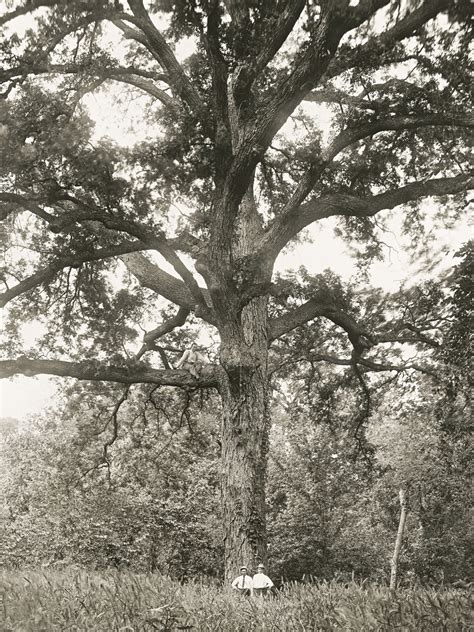texas pecan tree 6