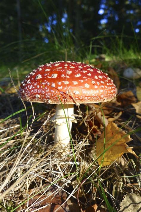 Free Images Nature Forest Leaf Flower Autumn Botany Flora Season Fungus Fly Agaric