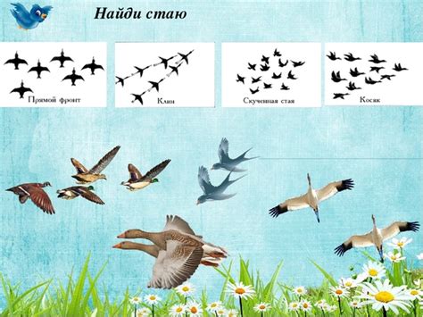 Перелетные Птицы для Детей (Картинки с Названиями, Фото)
