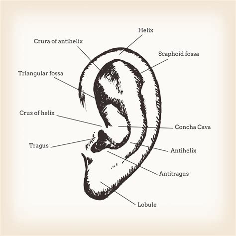 Anatomy of Human Ear 268172 Vector Art at Vecteezy