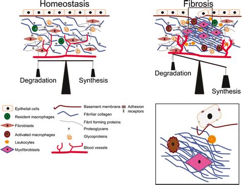 Extracellular Matrix Connective Tissue